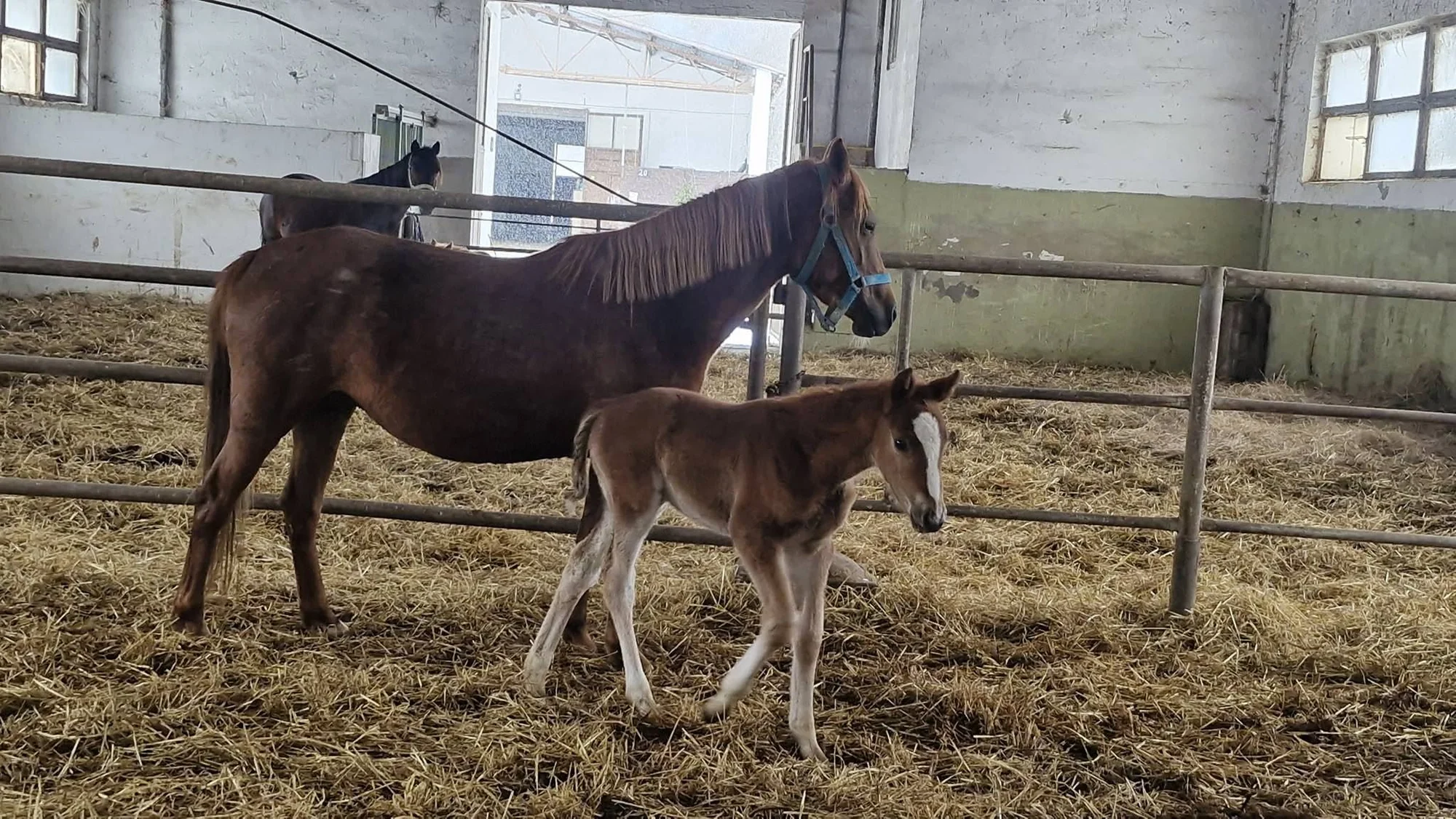 Žriebä Red Horse na farme